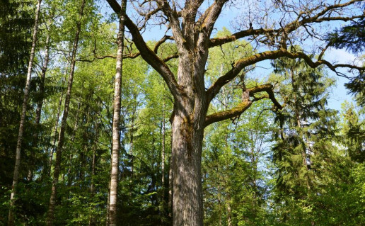 1_Grazusis azuolas_r1.jpg